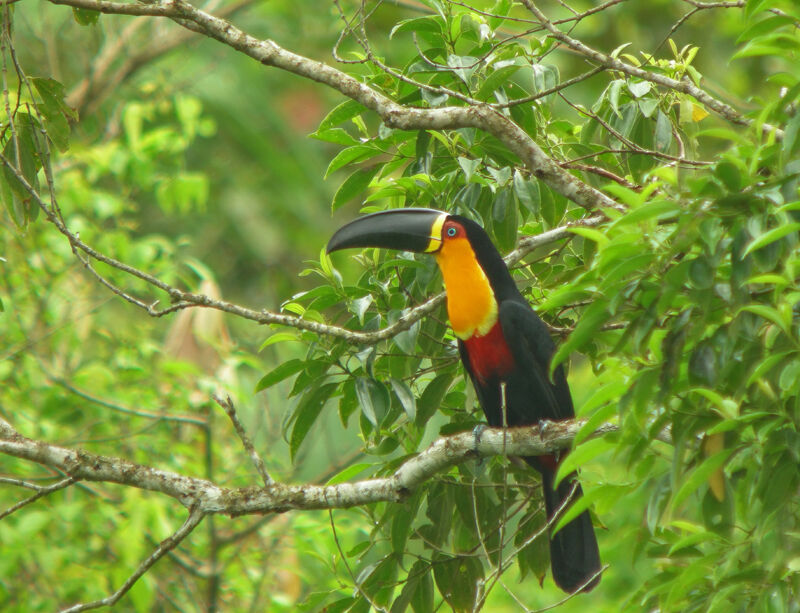 Channel-billed Toucan