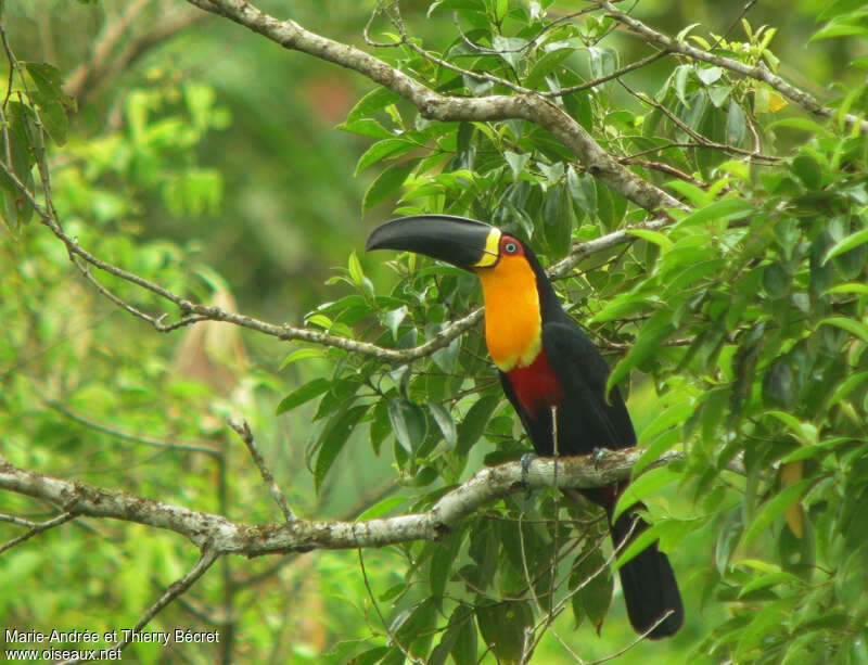 Toucan vitellinadulte