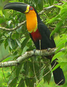 Toucan vitellin