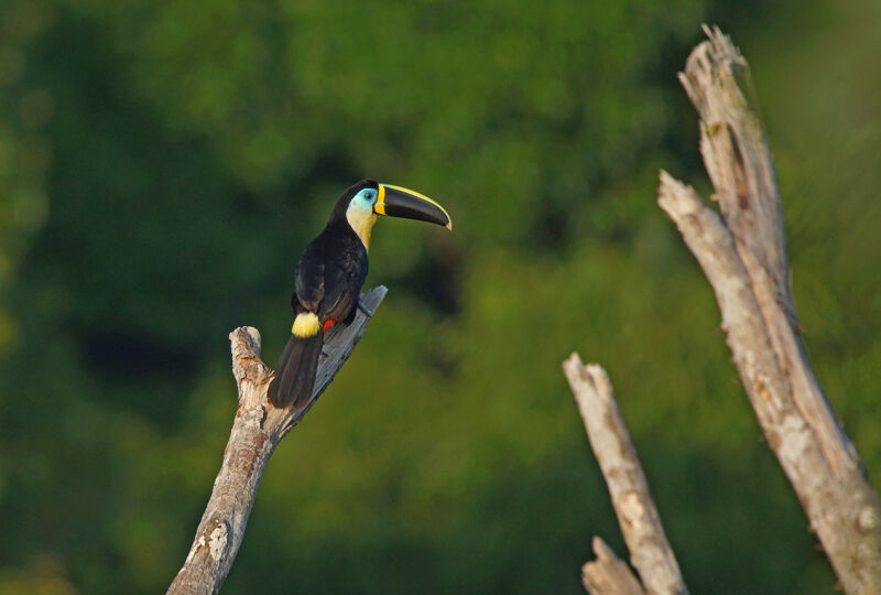 Channel-billed Toucan