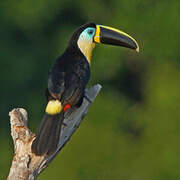 Toucan vitellin