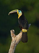 Channel-billed Toucan