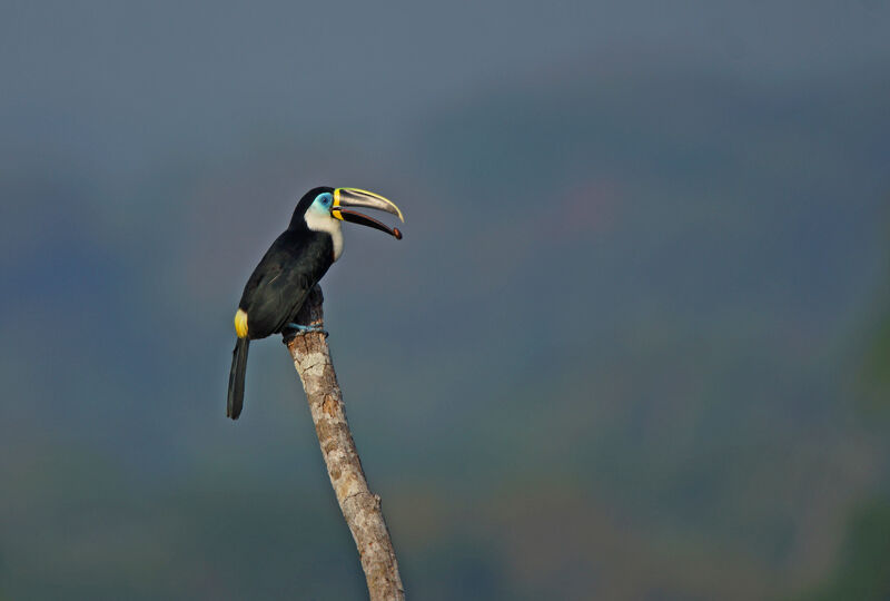 Channel-billed Toucan