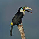 Toucan vitellin