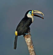 Channel-billed Toucan