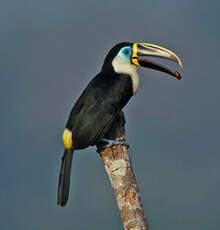 Toucan vitellin