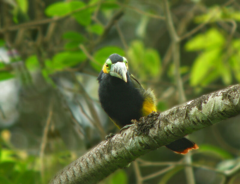 Toucanet à bec tacheté mâle