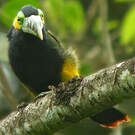 Toucanet à bec tacheté