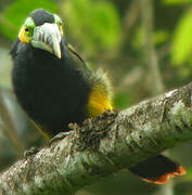 Spot-billed Toucanet