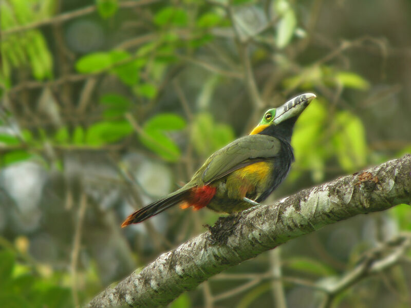 Toucanet à bec tacheté mâle