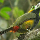 Toucanet à bec tacheté