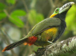 Spot-billed Toucanet