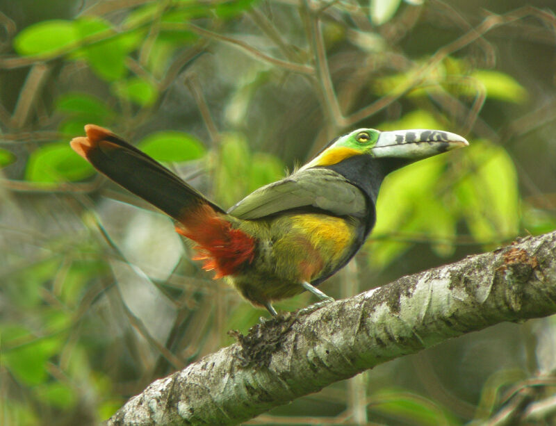 Toucanet à bec tacheté mâle