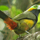Toucanet à bec tacheté