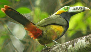 Spot-billed Toucanet