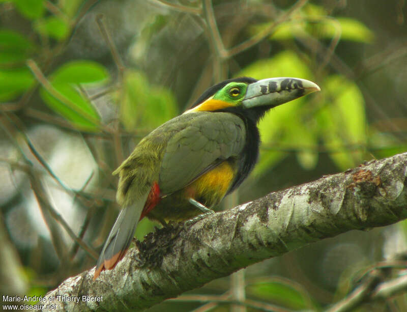 Toucanet à bec tacheté mâle adulte, identification