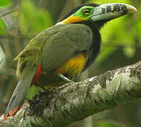 Spot-billed Toucanet