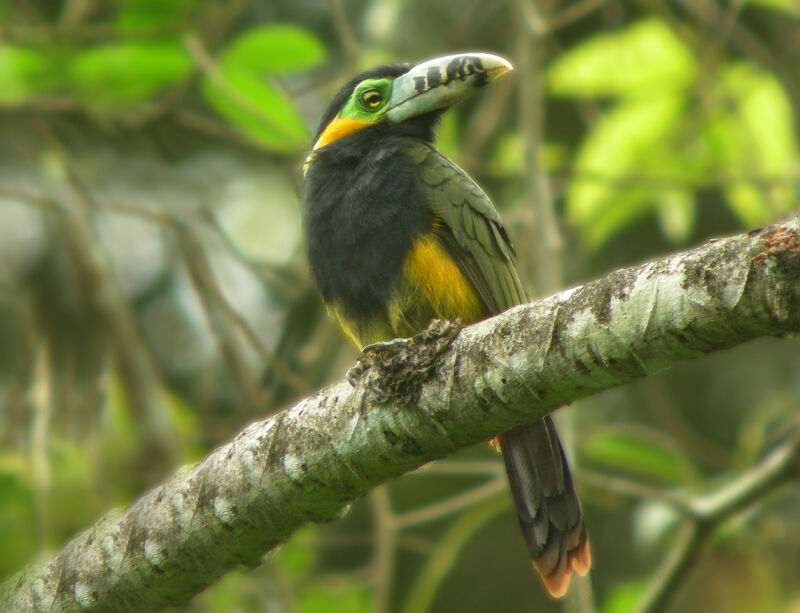 Toucanet à bec tacheté mâle