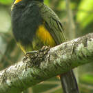 Toucanet à bec tacheté