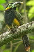 Spot-billed Toucanet