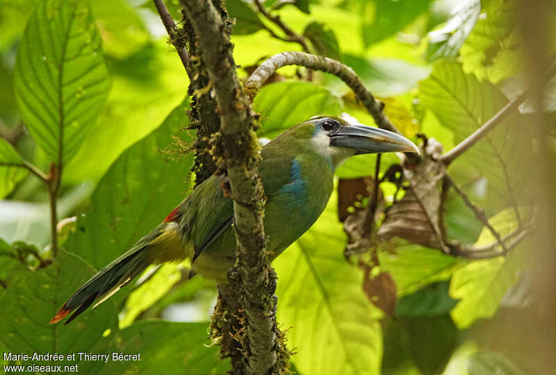 Toucanet à ceinture bleueadulte, identification