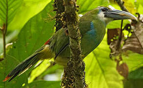 Blue-banded Toucanet