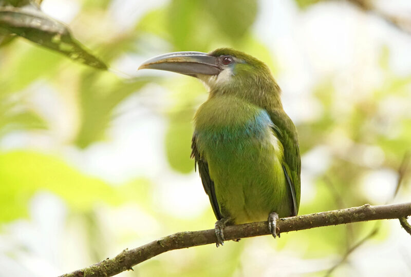 Toucanet à ceinture bleueadulte