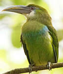 Toucanet à ceinture bleue