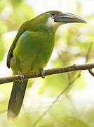 Blue-banded Toucanet