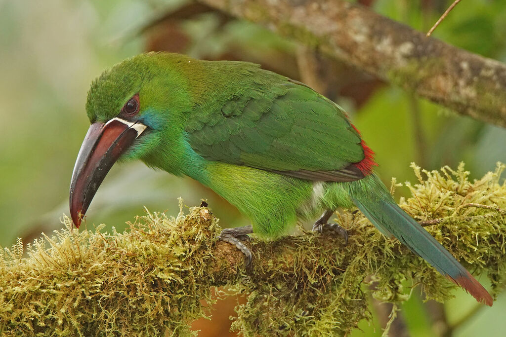 Toucanet à croupion rouge