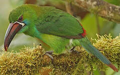 Toucanet à croupion rouge