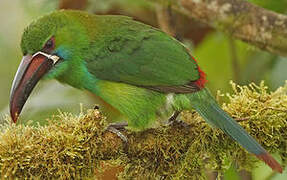 Toucanet à croupion rouge