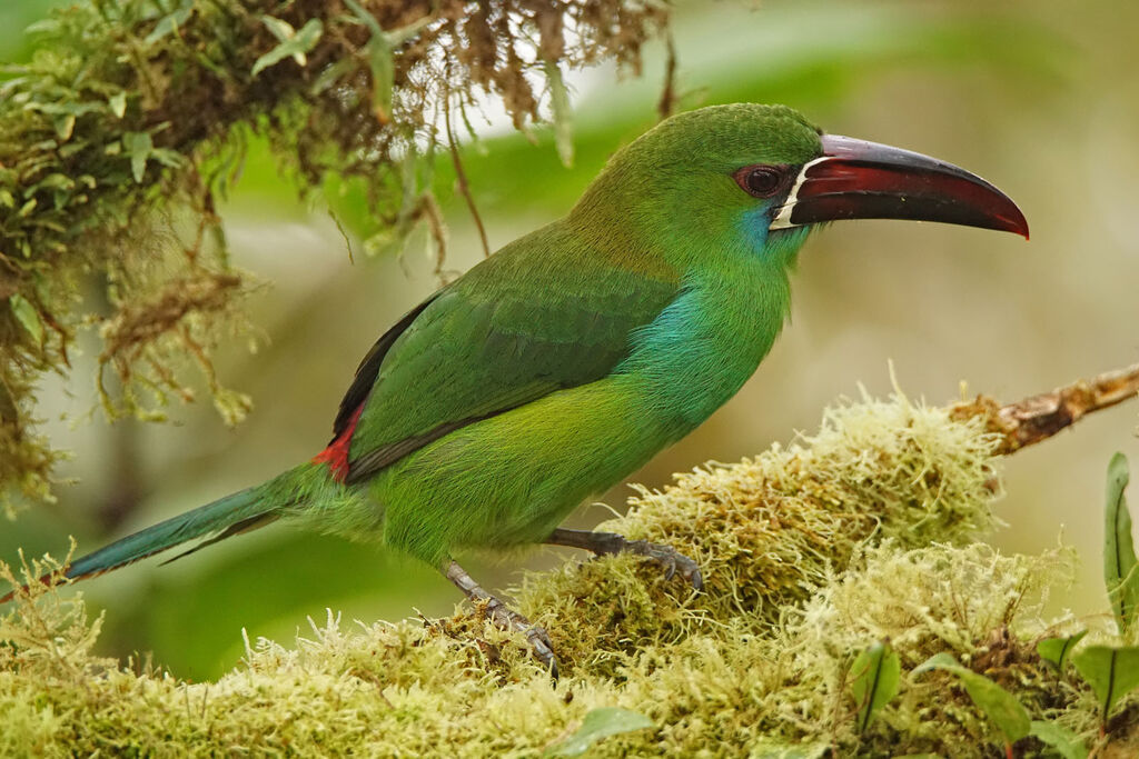 Toucanet à croupion rouge