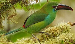 Toucanet à croupion rouge