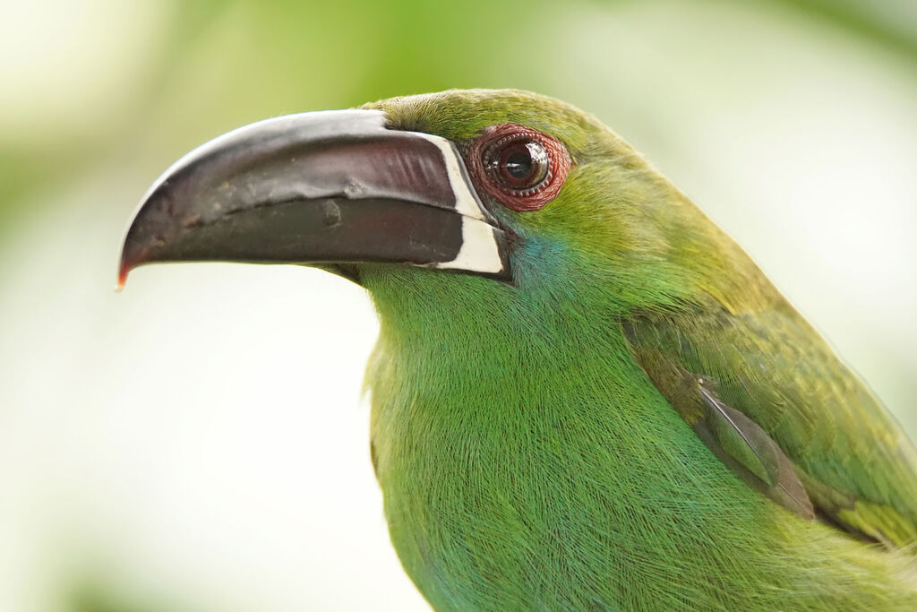 Crimson-rumped Toucanet