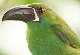 Toucanet à croupion rouge