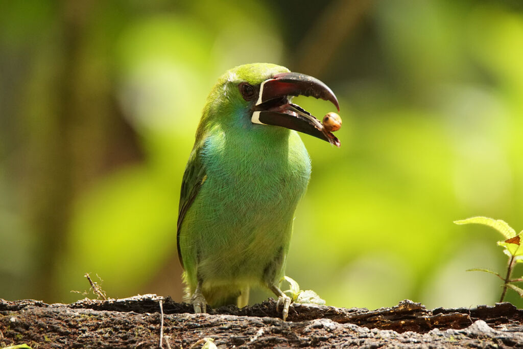 Toucanet à croupion rouge