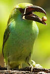 Toucanet à croupion rouge