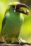 Crimson-rumped Toucanet