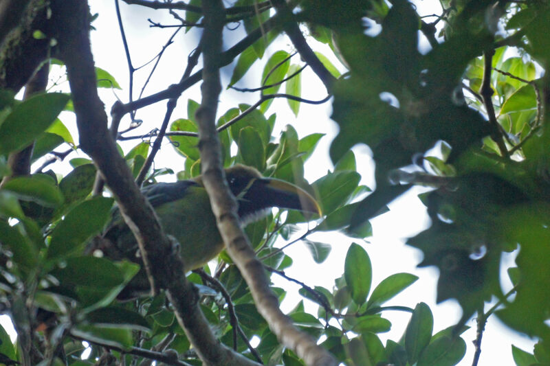 Toucanet à gorge bleue