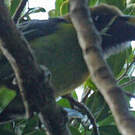 Toucanet à gorge bleue