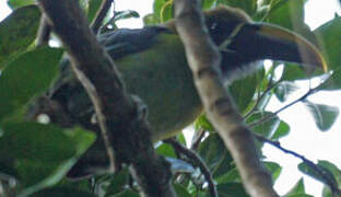 Toucanet à gorge bleue