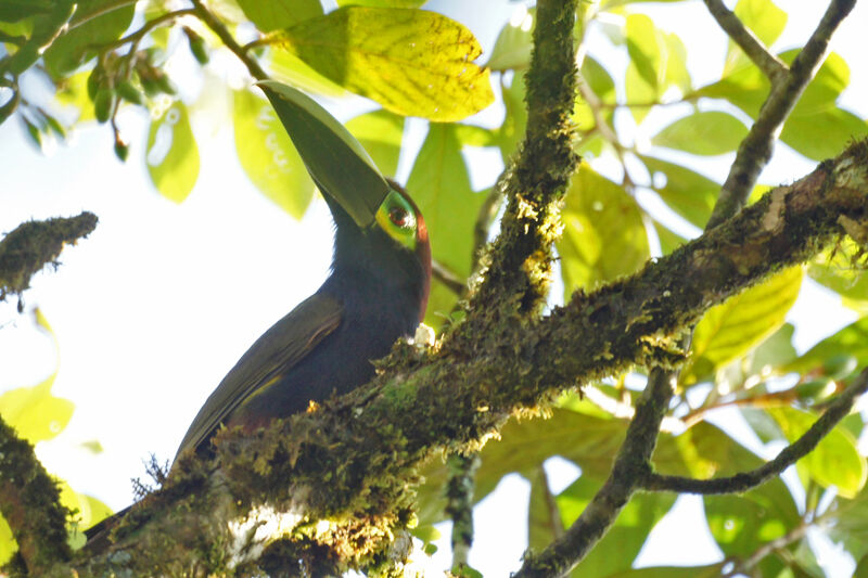 Yellow-eared Toucanet