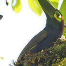 Toucanet à oreilles d'or