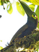 Toucanet à oreilles d'or