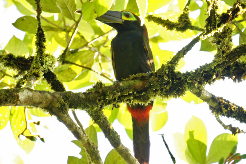 Toucanet à oreilles d'or