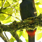 Toucanet à oreilles d'or