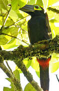 Yellow-eared Toucanet