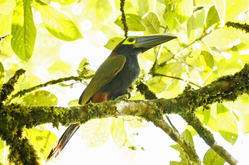 Toucanet à oreilles d'oradulte, identification