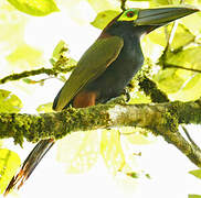 Toucanet à oreilles d'or